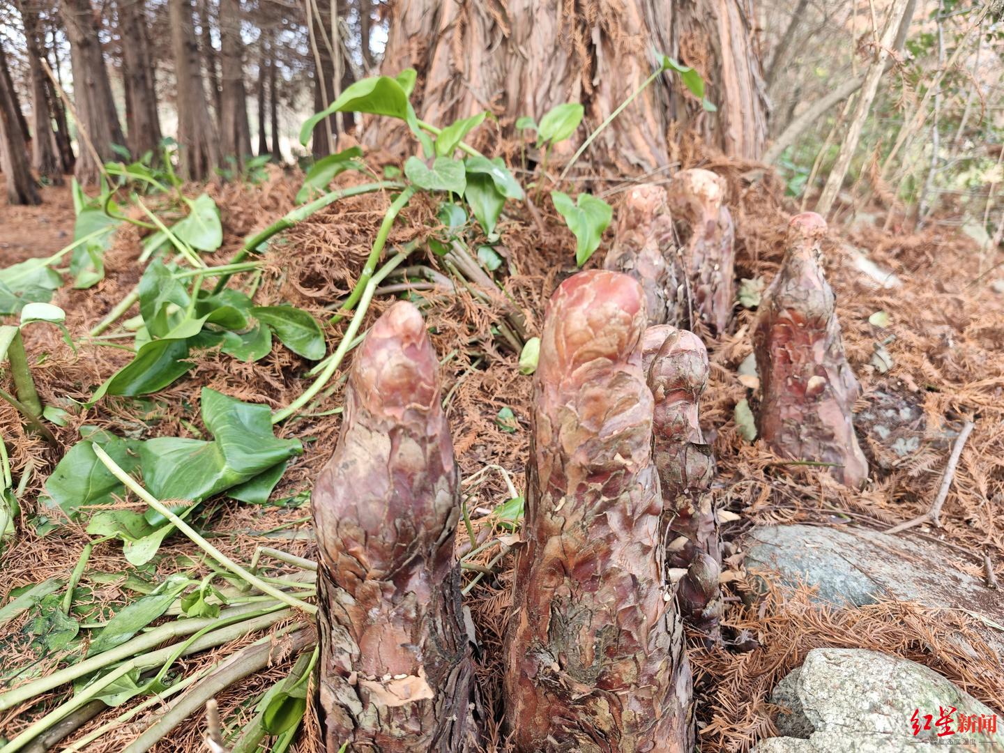 成都青龙湖惊现“神仙树”引打卡热！专家：系落羽杉呼吸根，一般树龄较高才有|青龙湖湿地公园|成都市|树根|湿地公园|地面_新浪新闻