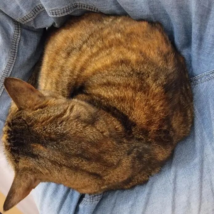 杨光养了一只小猫。受访者供图