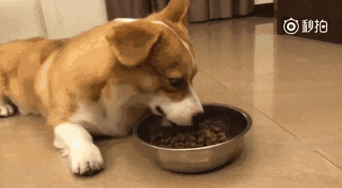 狗狗挑食怎么办?宠主不用慌,试试这5个办法!|可爱小狗|健康|食物|零食|喂食_新浪新闻