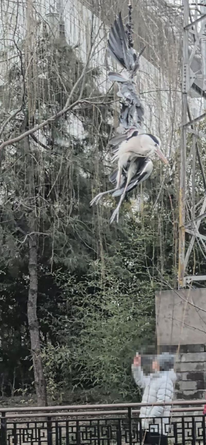 被缠住的苍鹭，一只翅膀已经折断。东城消防供图