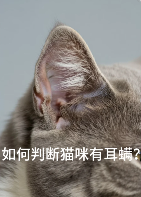 猫咪得了耳螨怎么办,这样治疗才能彻底清除! 原创|耳朵|流浪动物救助|可爱小猫|铲屎官|症状_新浪新闻