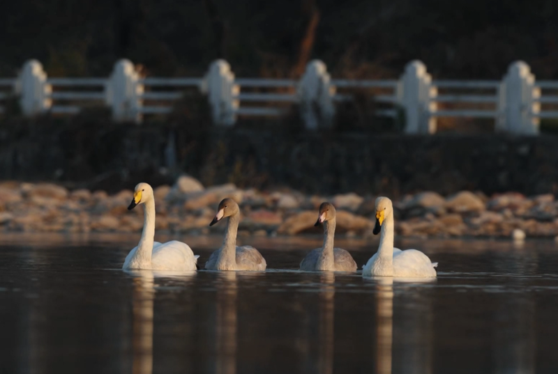 清水河太师屯段，天鹅飞抵这里越冬。图/生态密云微信公众号