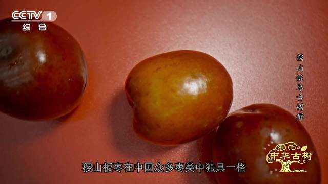 板枣的名字竟源自谐音|汾河|稷山|中华古树|扁圆|枣树_新浪新闻