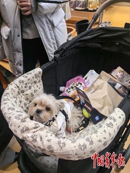 一只宠物狗正待在宠物婴儿车中，等待主人挑选商品。中青报·中青网记者 李瑞璇/摄
