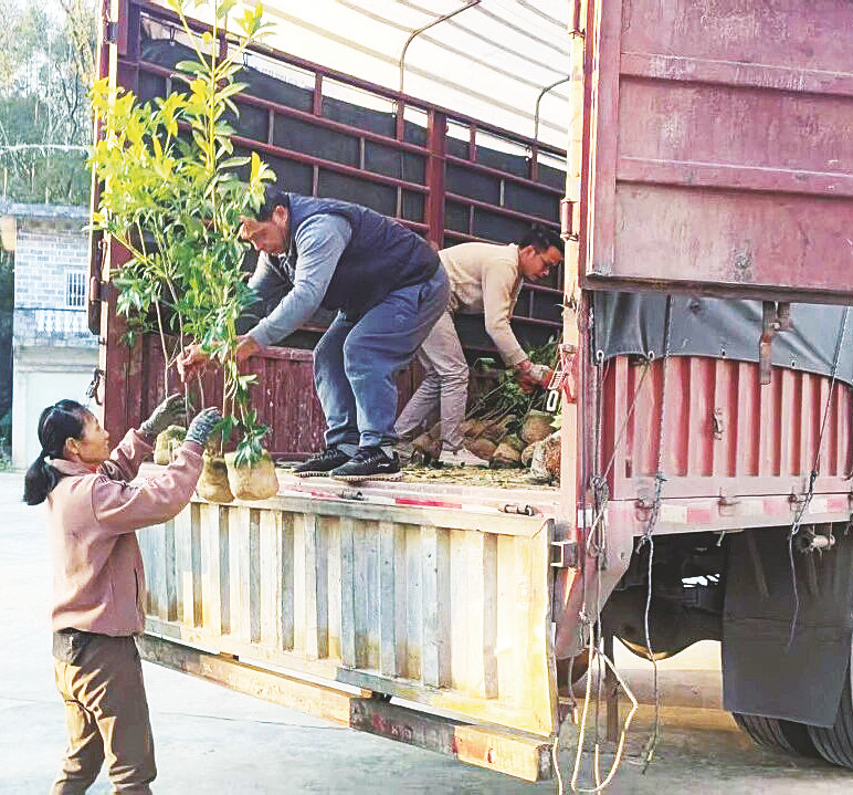     村民在搬运八角嫁接苗。    （韦孟均 摄）
