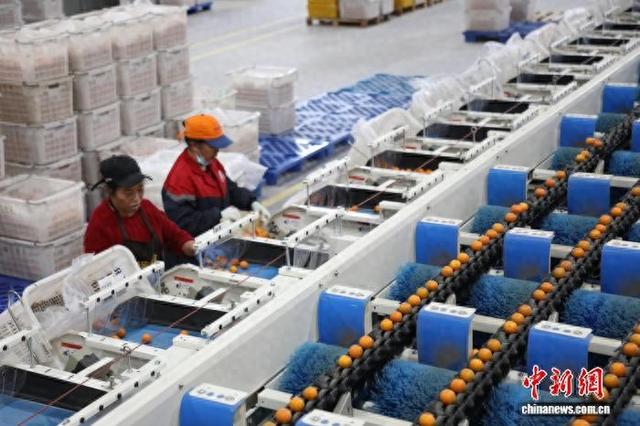 图为在广西融安蚂蚁农业发展有限公司，智能分选线正在工作。陈梅 摄