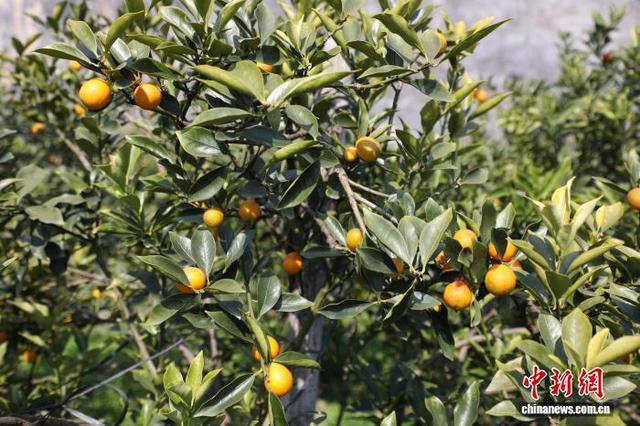 图为在广西柳州市融安县，金桔挂满枝头。陈梅 摄