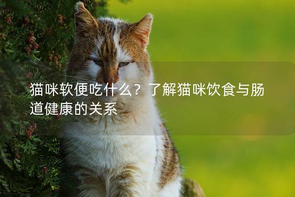 猫咪软便吃什么?了解猫咪饮食与肠道健康的关系|可爱小猫|猫粮|兽医|寄生虫感染|副产品_新浪新闻
