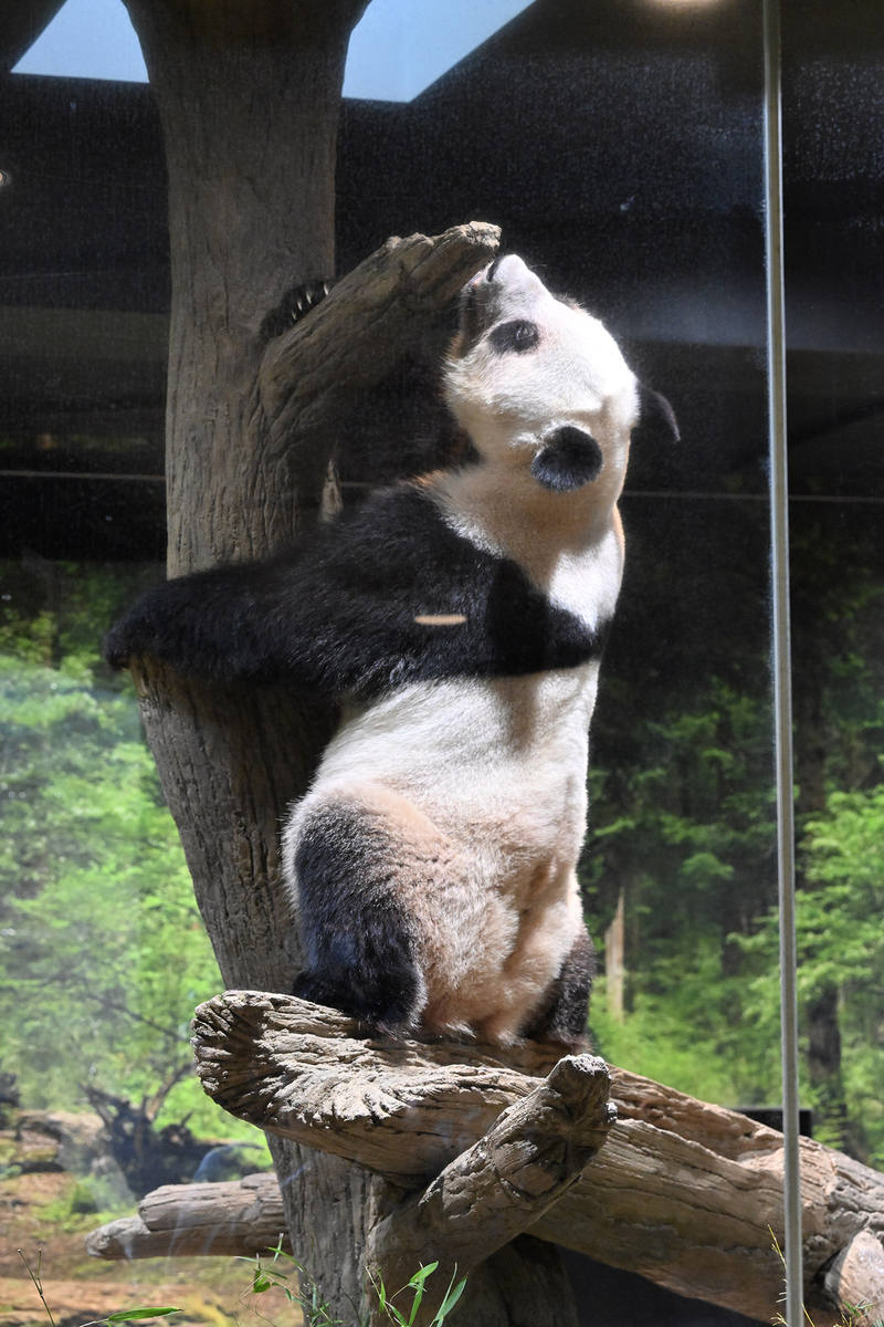 2026年1月16日，日本东京上野动物园，大熊猫“蕾蕾”在玩耍。 图/高氏贵博创建的“每日熊猫”博客