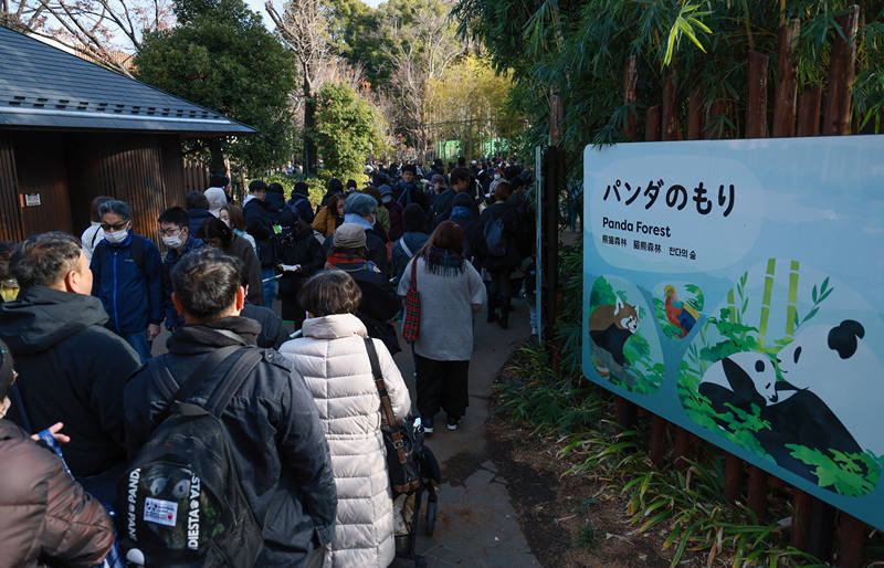 当地时间2025年12月16日，日本东京，游客在东京上野动物园排队参观大熊猫。图/IC photo