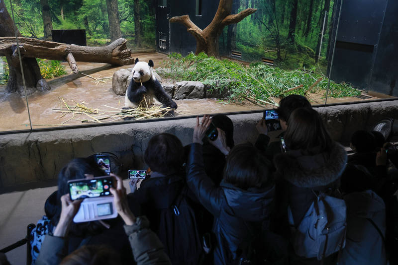 当地时间2025年12月16日，日本东京，游客在东京上野动物园参观大熊猫“蕾蕾”。图/IC photo