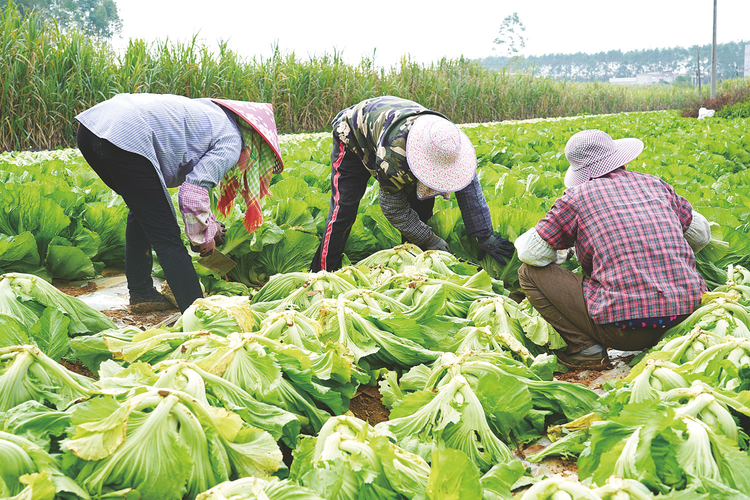     玉芥菜成为盘活冬闲田的优选品种。    （陈燕 摄）