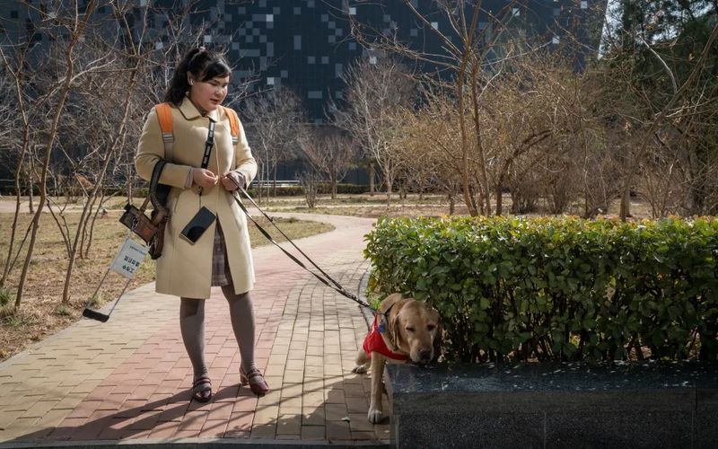 周彤和导盲犬出行。首都文明办供图