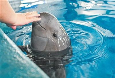 中国科学院水生生物研究所长江江豚繁育研究中心里的长江江豚。新华社记者 杜子璇摄