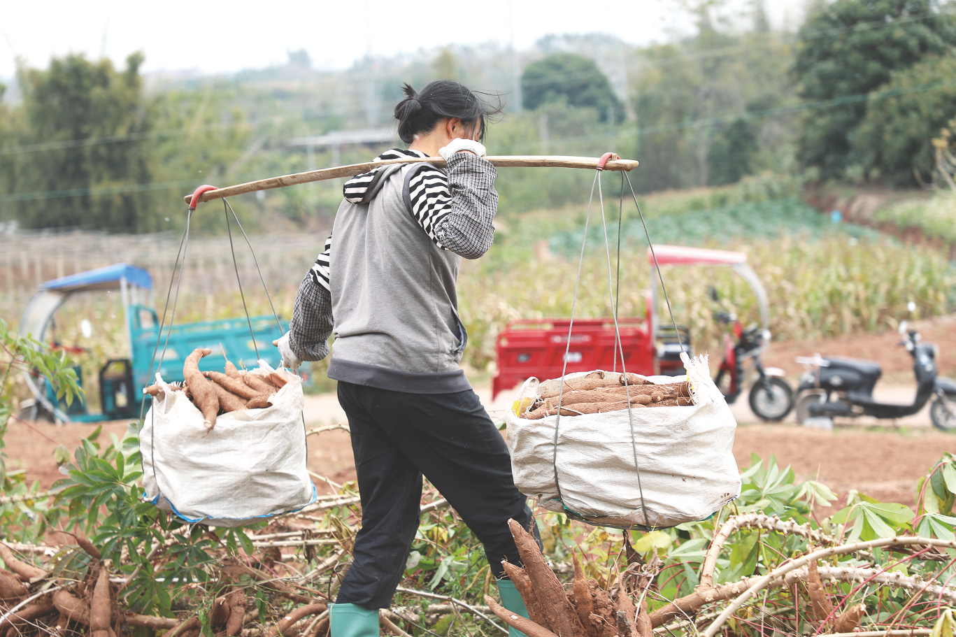     邕宁区蒲庙镇良信村农户运送木薯。    （黄升模 摄）