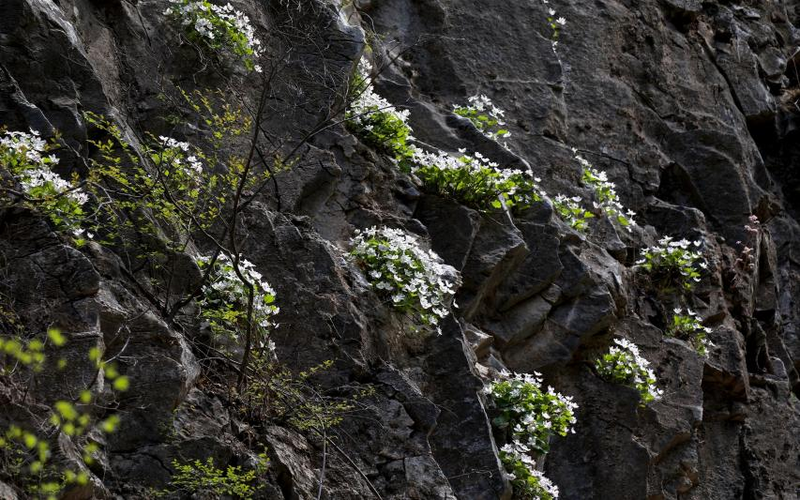 北京市房山区崖花谷，生长在悬崖峭壁上的槭叶铁线莲。何建勇 摄