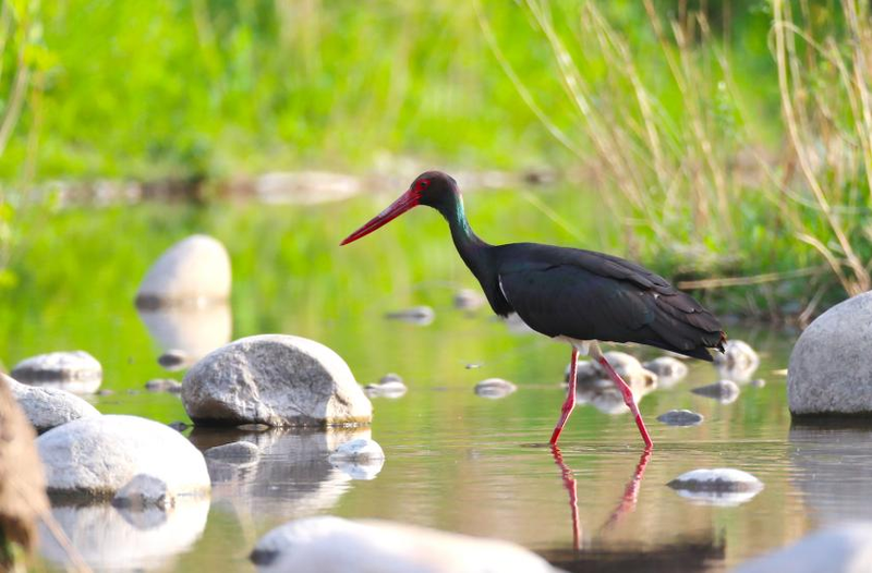 房山大石河，成年黑鹳在水中觅食。新京报记者 李木易 摄