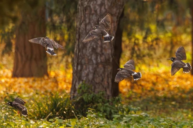 天坛公园里的灰椋鸟。新京报记者 王子诚 摄