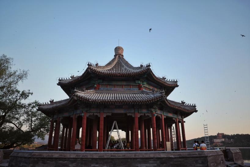 颐和园，雨燕环志工作在廓如亭启动。新京报记者 薛珺 摄