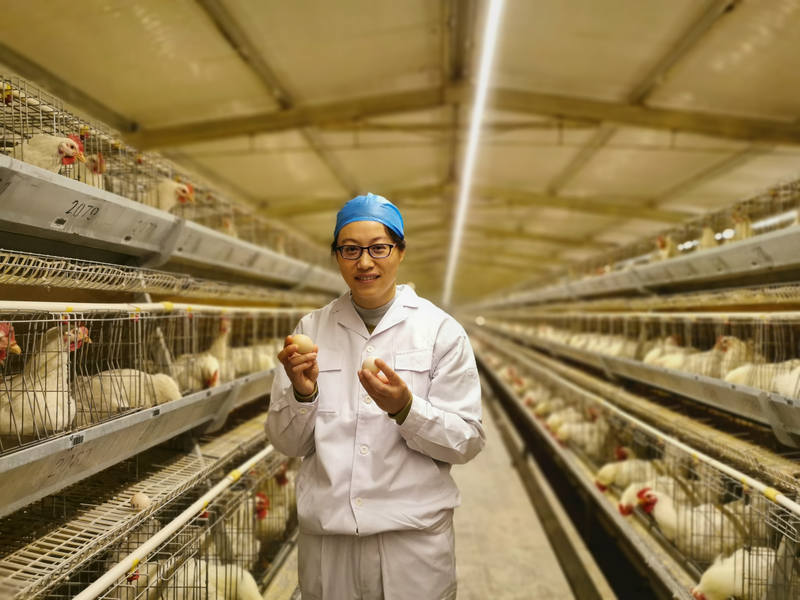 吴桂琴在鸡舍查看鸡群情况。首都文明办供图