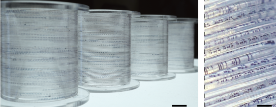 （来源：https://www.nature.com/articles/s41586-025-09974-0）