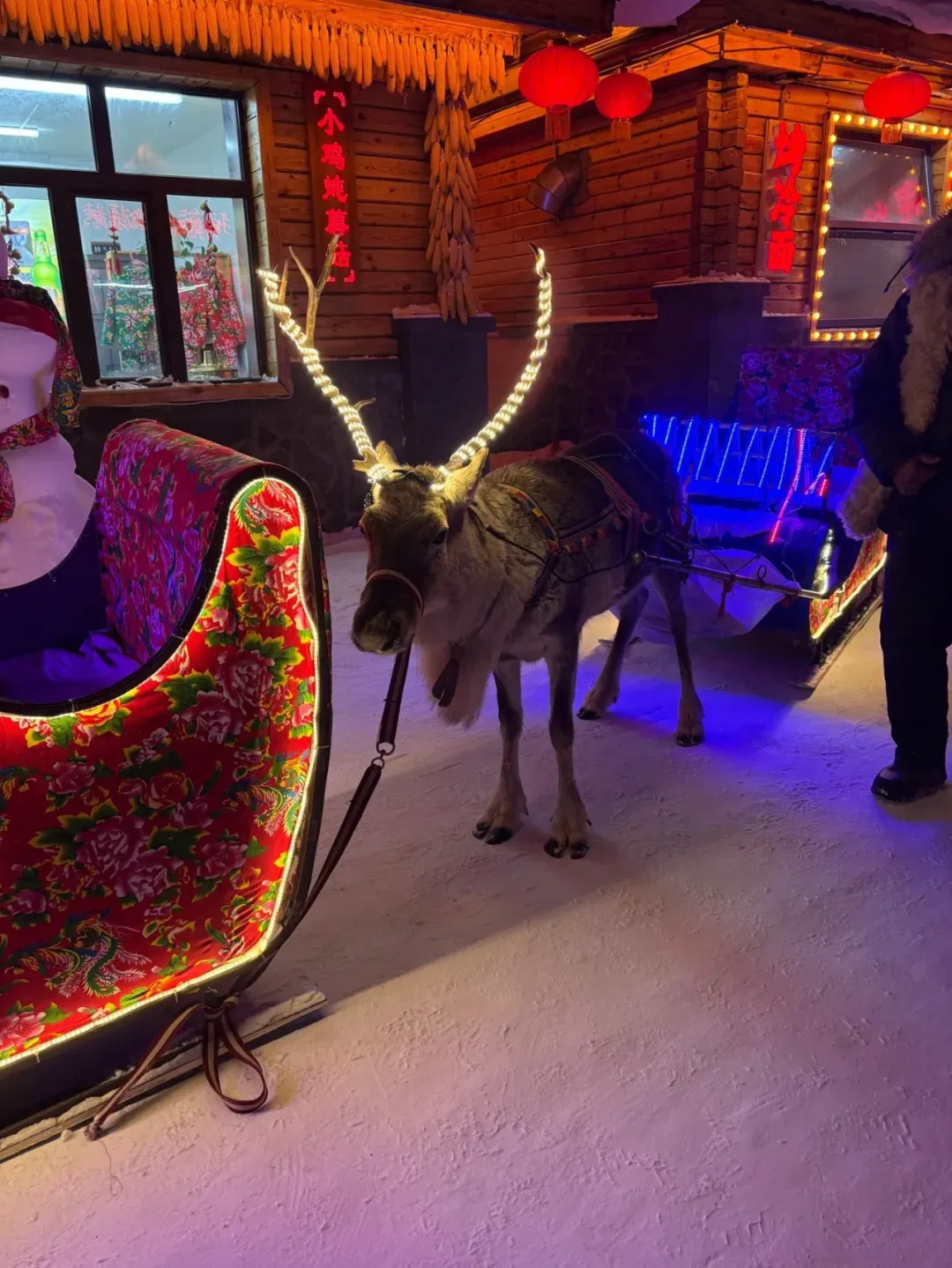 在东北旅游时见到的驯鹿 / 小艾供图