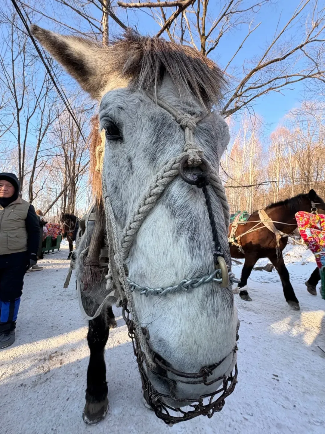马拉爬犁 / 小艾供图