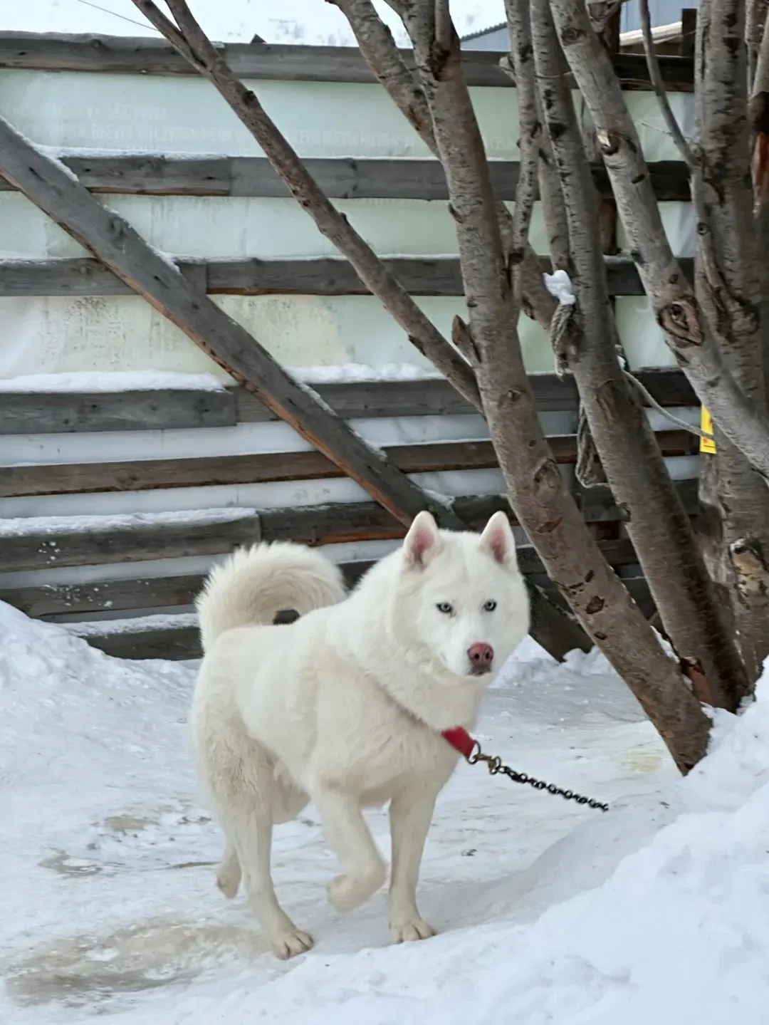 俄罗斯雪橇犬 / 林月供图