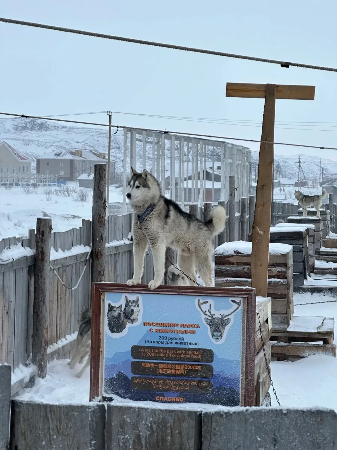 俄罗斯雪橇犬 / 林月供图