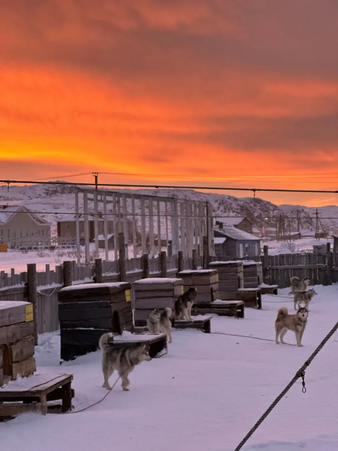 林月在俄罗斯拍摄的雪橇犬 / 林月供图