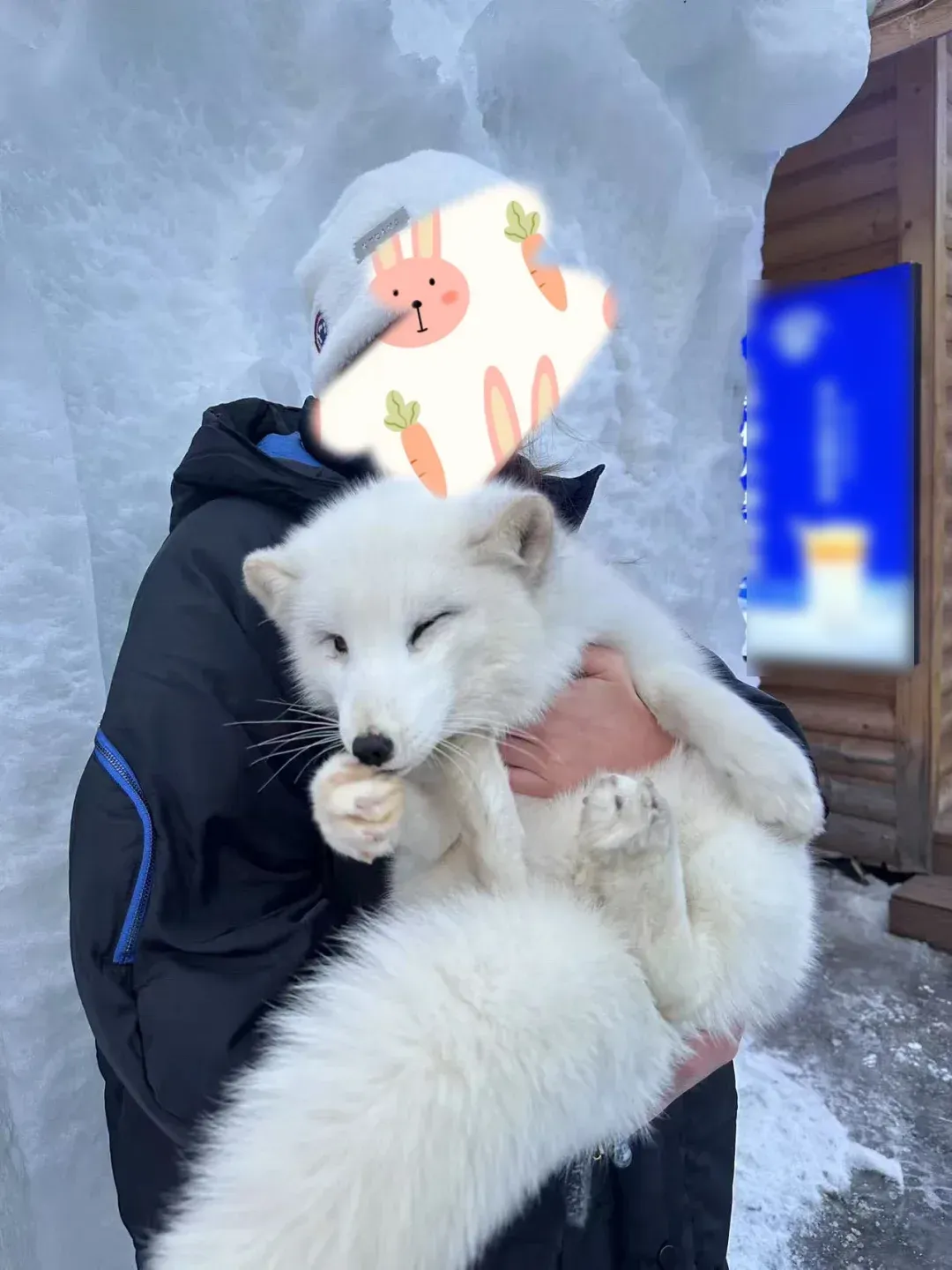 雪狐拍照 / 李言供图