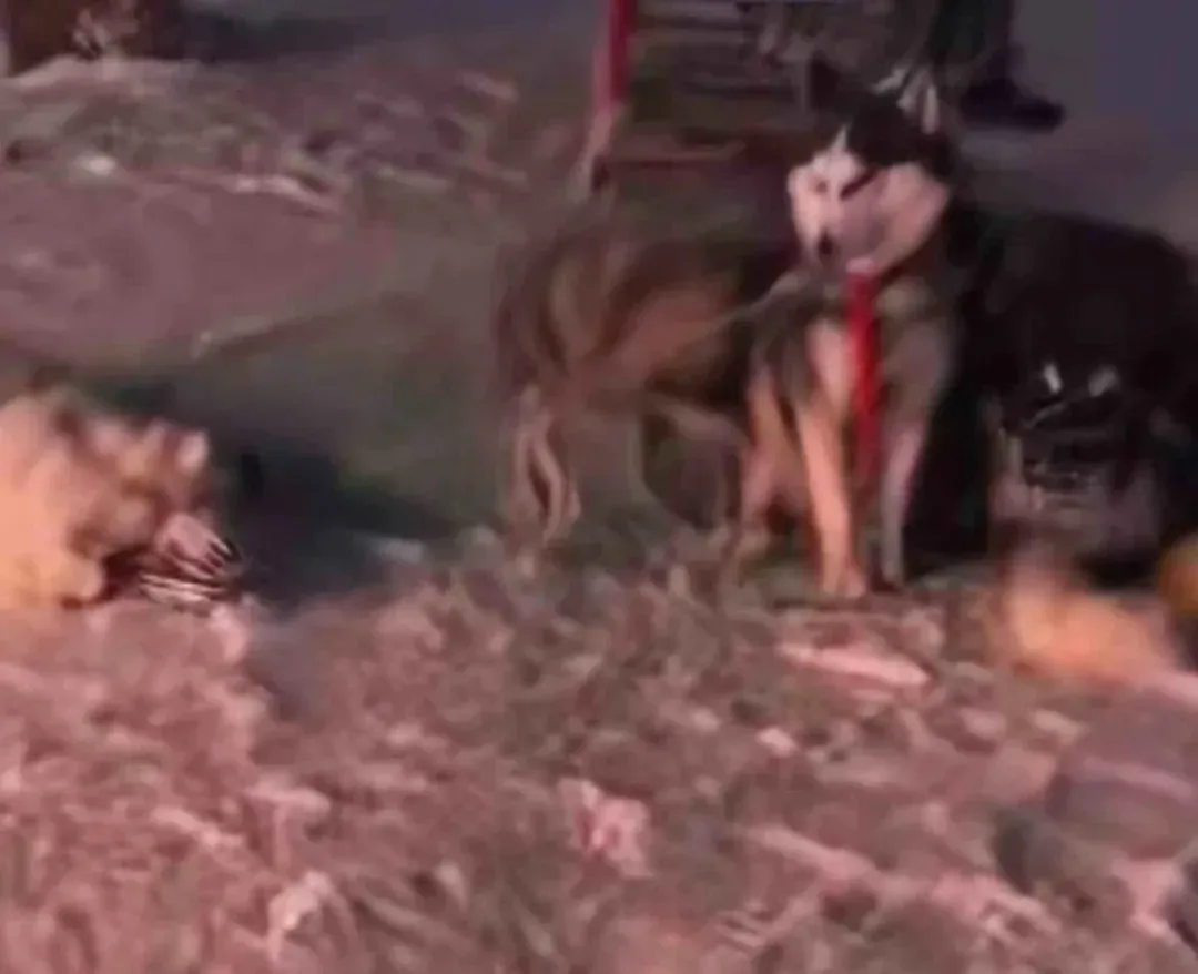 雪橇犬精神不佳 / 吴林供图