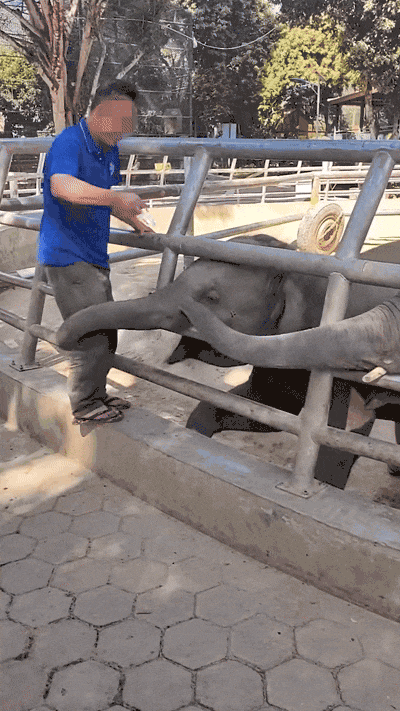 饲养员用金属锁猛砸小象头部