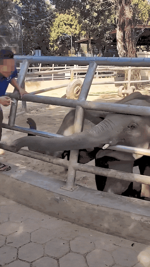 饲养员用金属锁猛砸小象头部