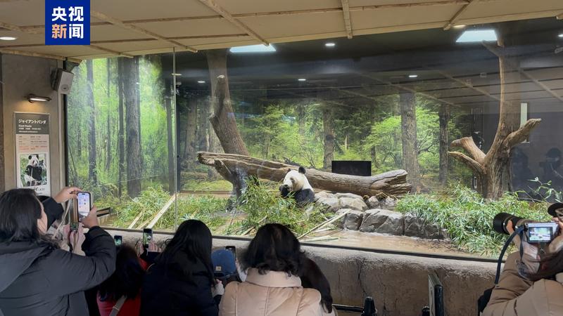 △游客与大熊猫“蕾蕾”告别