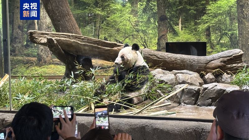 △旅日大熊猫“蕾蕾”