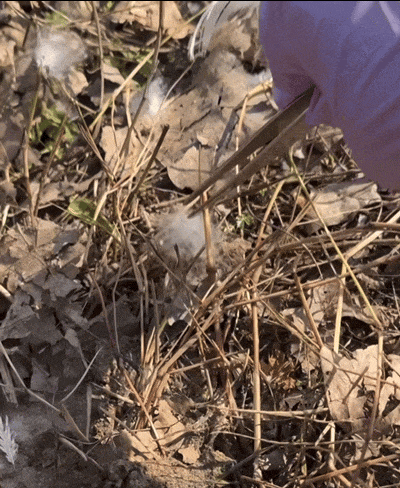 图源：捡羽绒的兜兜妈～