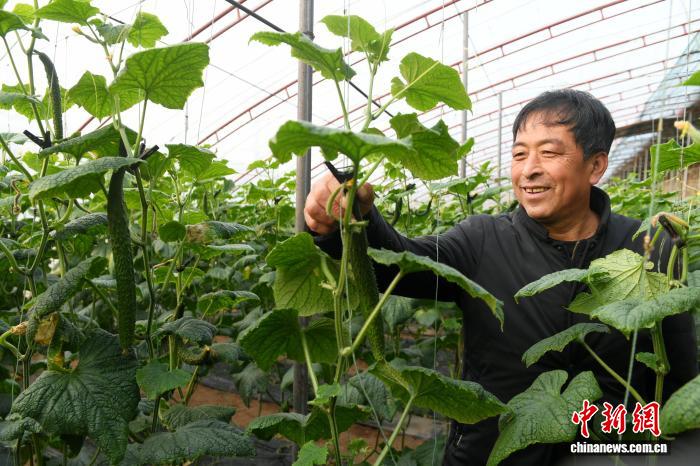 河北阜城：大棚蔬菜抢鲜上市|河北省|阜城县|西红柿|青椒|黄瓜_新浪新闻