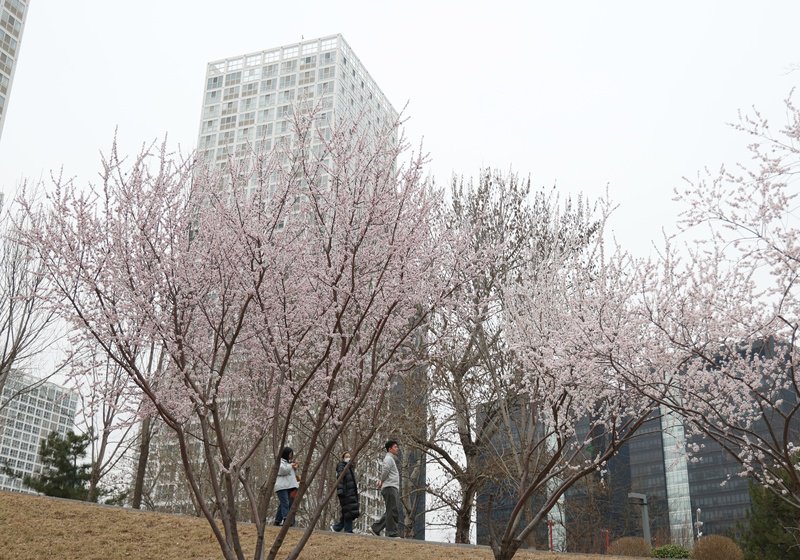2025年3月14日，北京CBD城市森林公园桃花盛开。资料图/新京报记者 陶冉 摄
