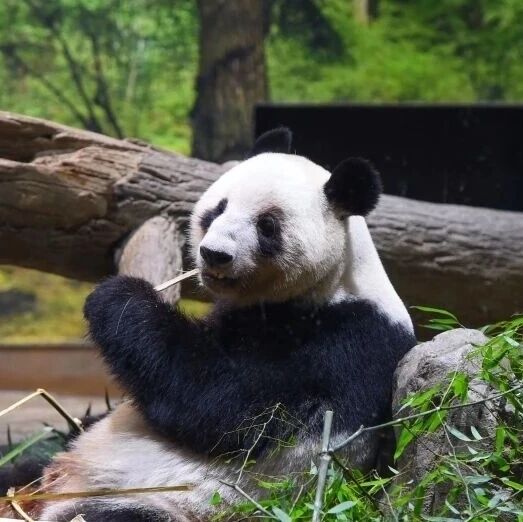 1972年以来首次，日本大熊猫“归零”