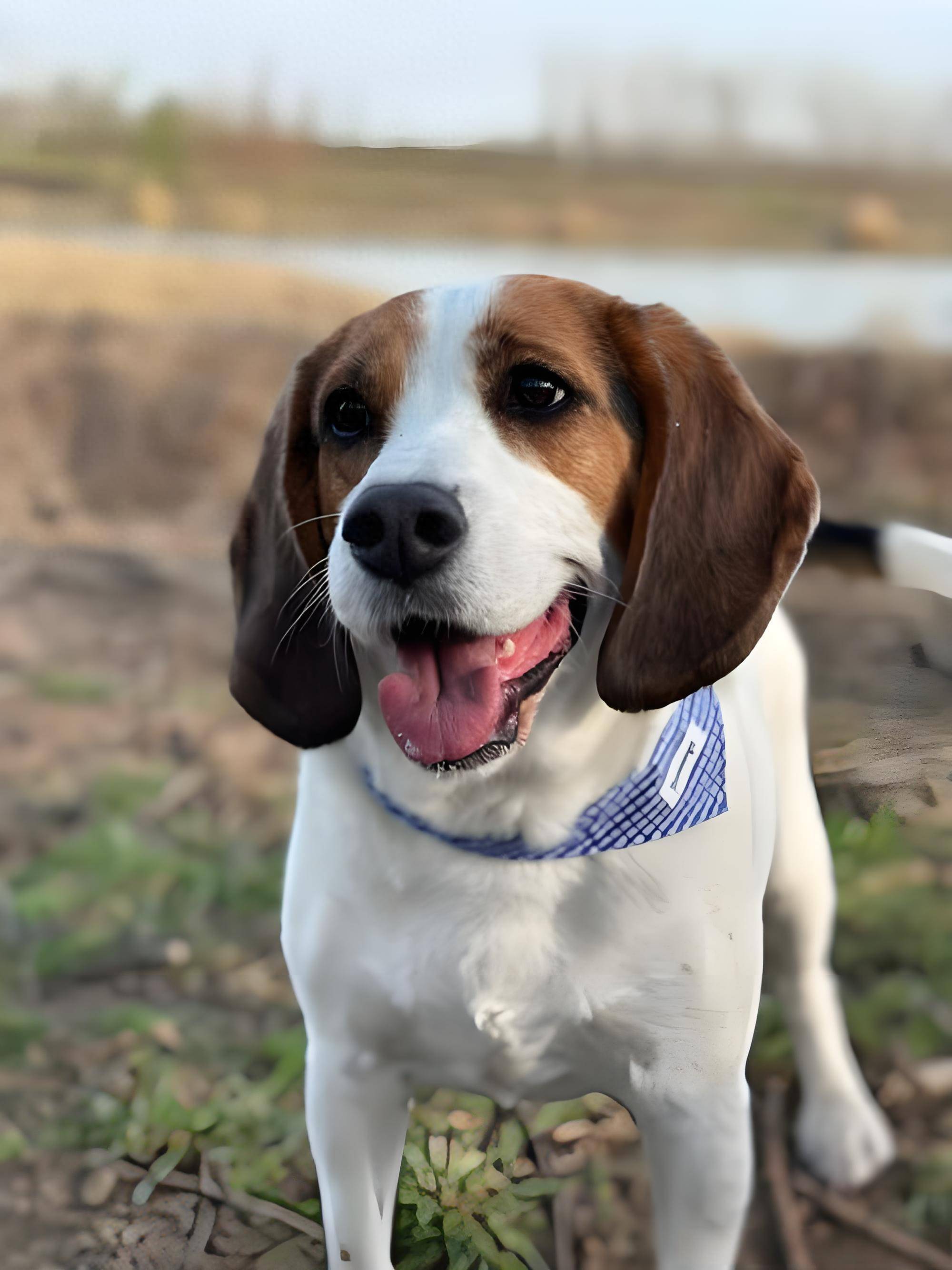 比格犬深度解析:历史、性格、饮食与全程养护|猎犬|小型犬|可爱小狗|网络|图片_新浪新闻