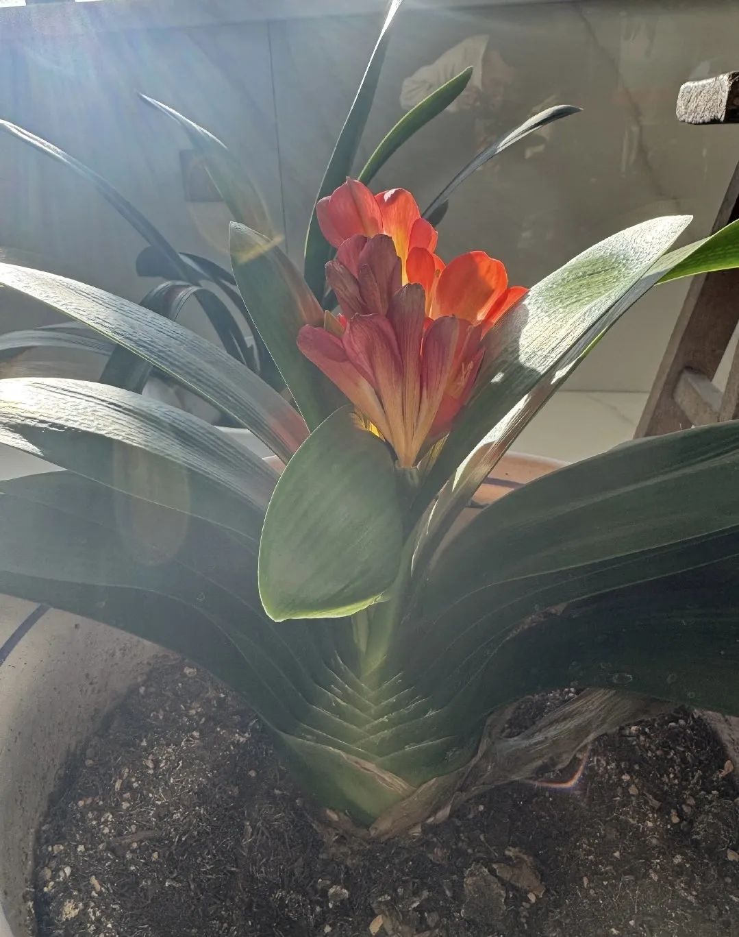 十种旺财又旺宅的植物 摆进家门提升风水|葫芦|君子兰|钱串|万年青|常青藤_新浪新闻