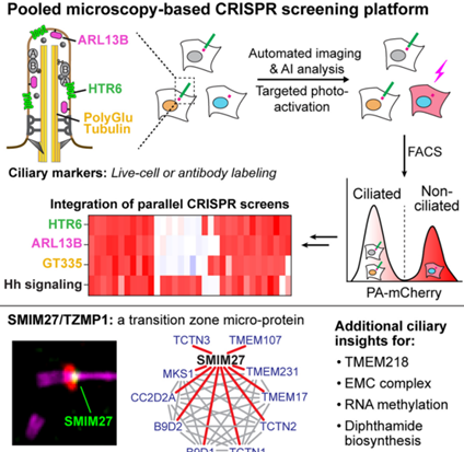（来源：https://doi.org/10.1016/j.devcel.2025.10.015）