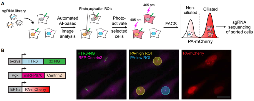 （来源：https://doi.org/10.1016/j.devcel.2025.10.015）