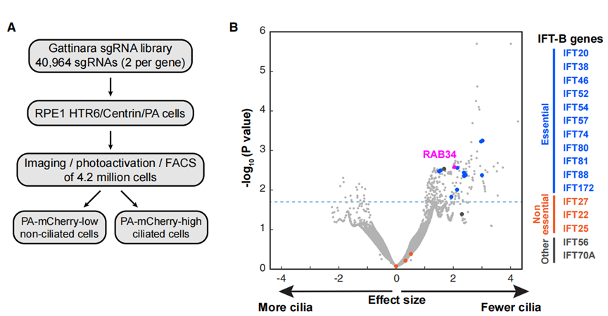 （来源：https://doi.org/10.1016/j.devcel.2025.10.015）