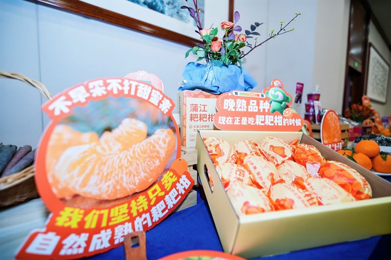 蒲江耙耙柑承诺“不早采不打甜蜜素”。受访者供图