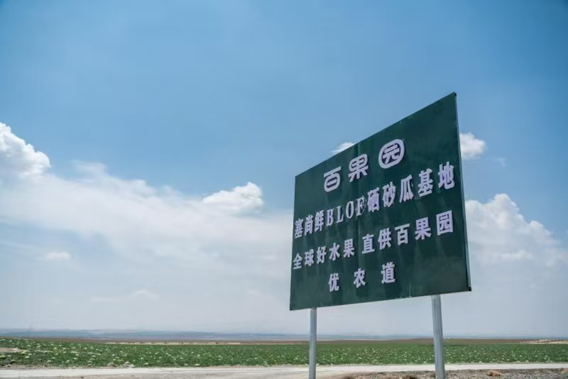 宁夏中卫BLOF生态种植硒砂瓜基地。受访者供图