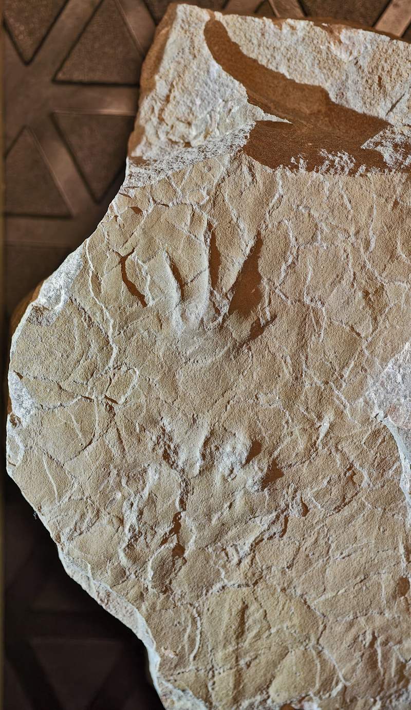 足迹化石标本。邢立达供图