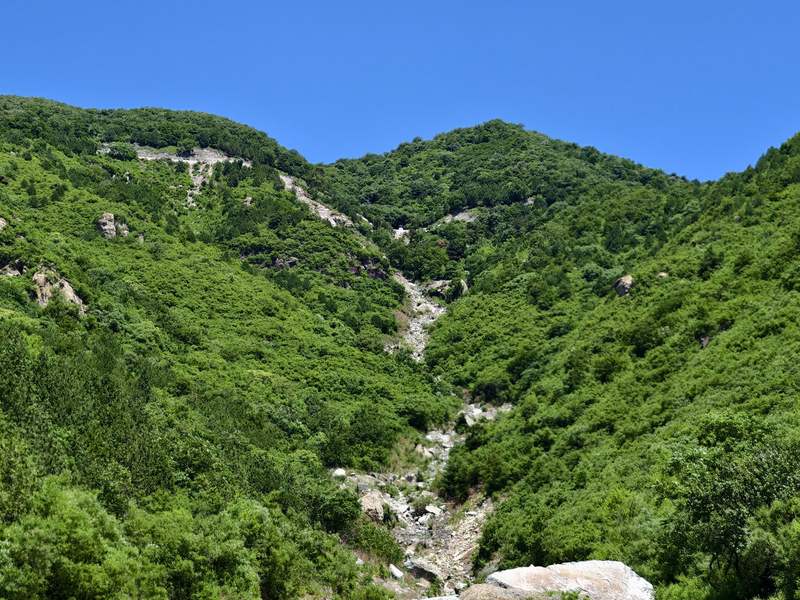 发现化石的九龙山坡。邢立达供图