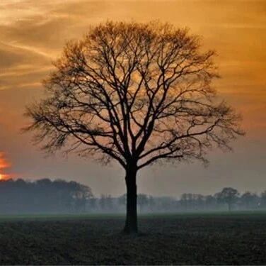 大树之恩，很多人看哭了！